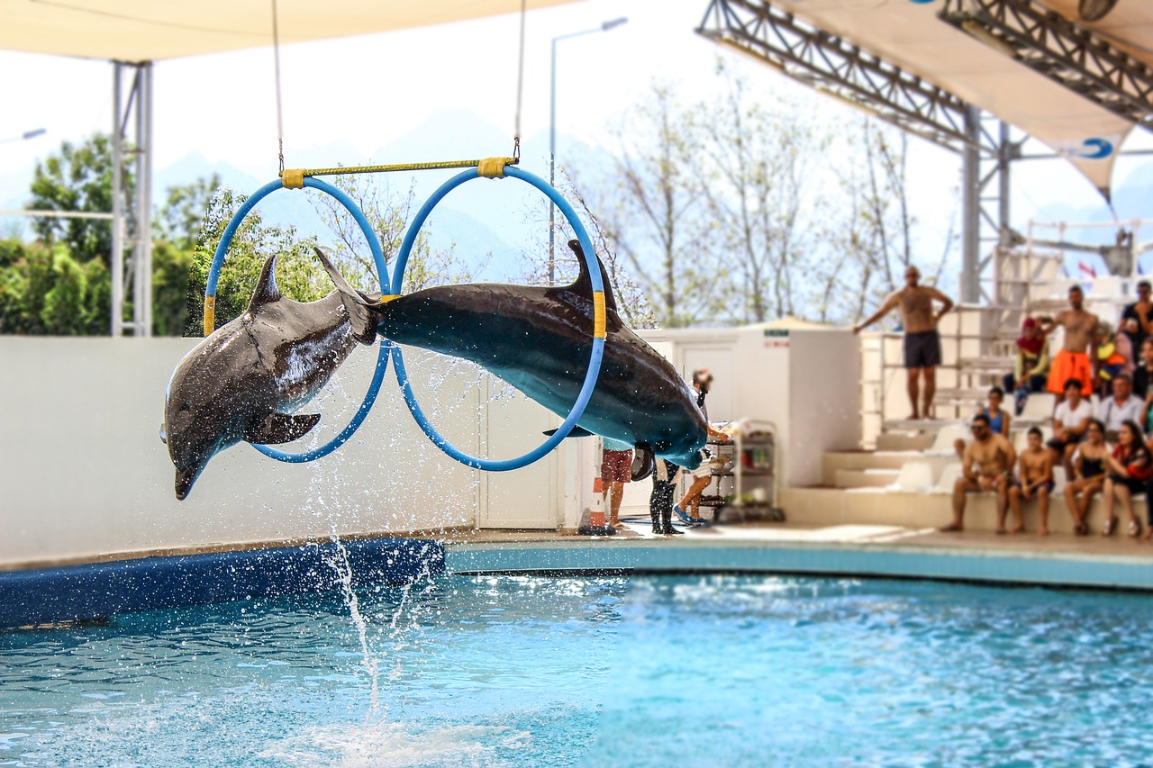 Dolphin jumping hoop